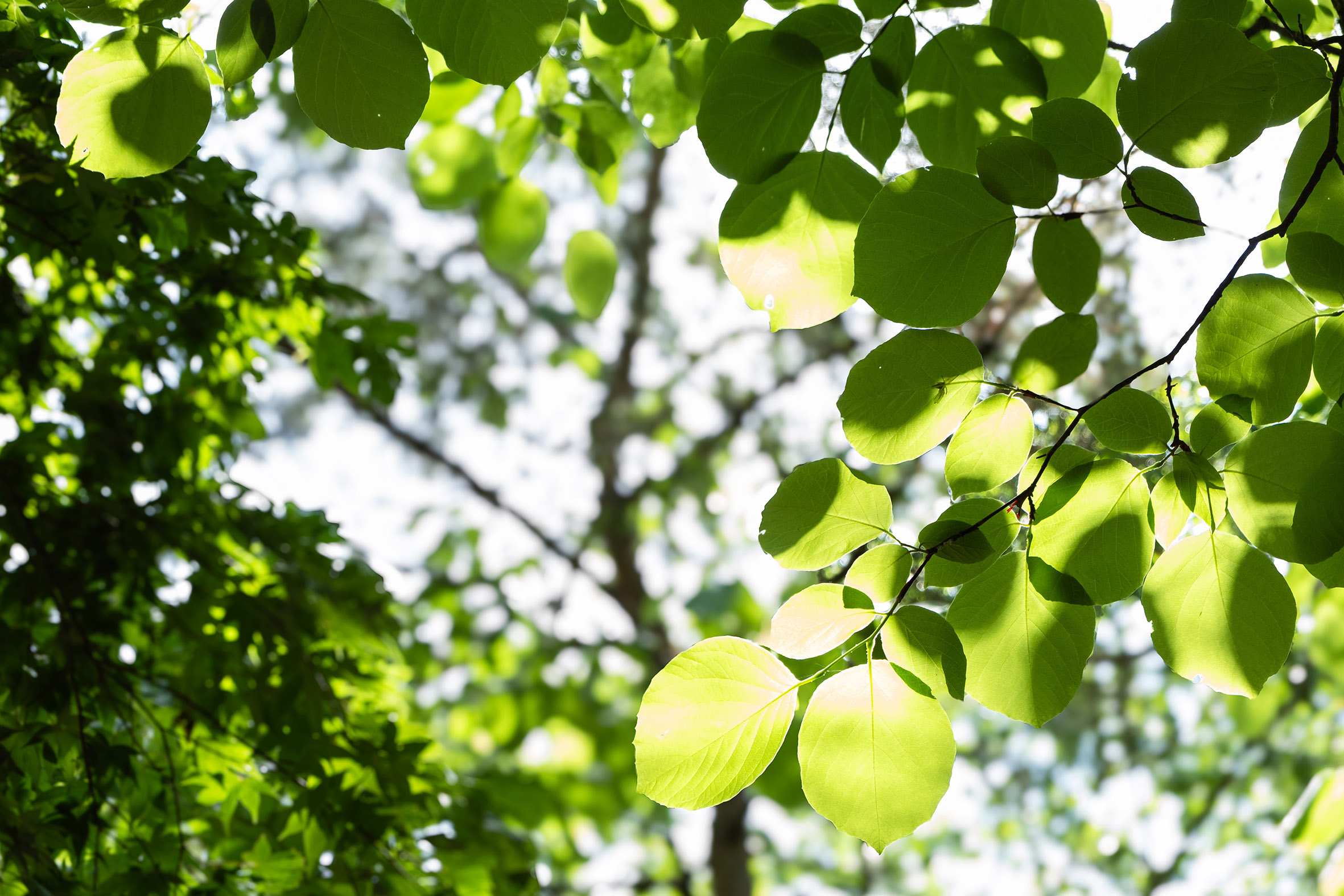 leaves